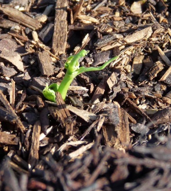 Who's Eating Mr. Pea?