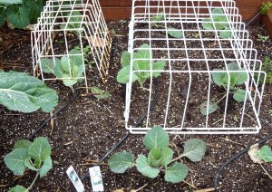 Cabbage and Califlower