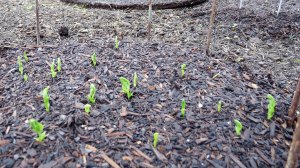 Freezonian Pea Trail 09