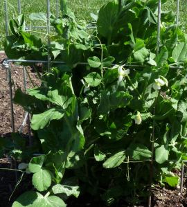 Picolo Provenzale peas in bloom!