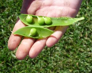 Picolo Provenzale Peas