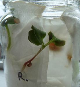 Radish Sprout