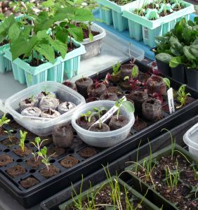 Starts hardening off