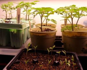 Tomatoes in Four Sizes