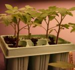 Tomato Starts in 6-pack