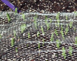 Pea Sprouts Protected by Plastic Netting