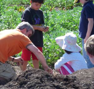 Planting Fingerling Potatoes