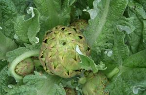 Heart of the Artichoke