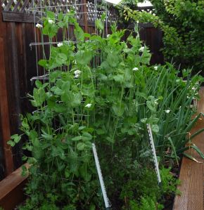 Four-Foot Snap Peas?