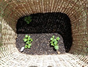 One man's trash is another woman's potato patch