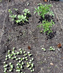 Sprouting and Growing