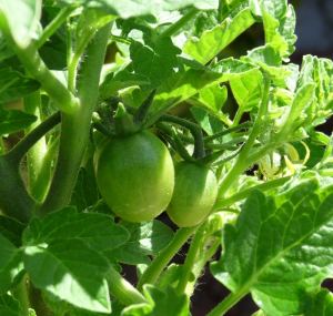 P. Borghese First Fruits