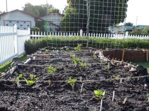 Dirt to Dinner Individual Raised Bed Planting Areas
