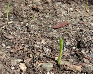 The Corn is Sprouting