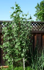 Eight Foot Tall Snap Peas
