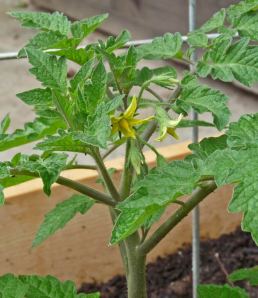 Caffeinated Tomatoes