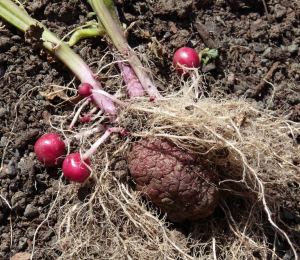 Forming New Potatoes
