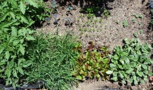 Square Foot Patchwork