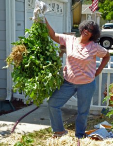 Big-Catch Roma Tomato Prepped for Dry Hanging