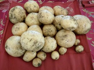 Return from 4 sq ft devoted to potatoes