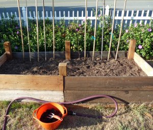 Split Bamboo to Keep the Dew and Mold Off the Plants