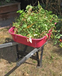 RecycledTomatoPlants