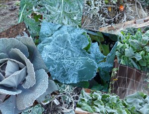 Frost on the Vegetable Garden
