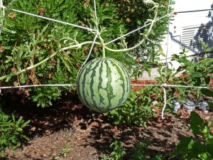 Trellised Watermelon