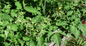 Blondkopfchen-Flowers Blondkopfchen Tomato Flowers