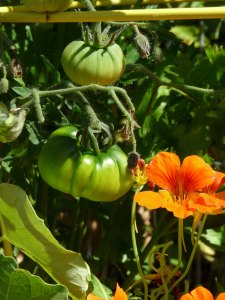 Cherokee-Purple-Tomatoes Cherokee Purple Tomatoes