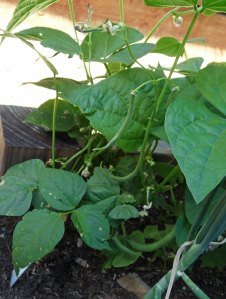 First-Contender Contender Bean Pods