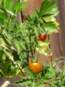 First-Tomato First P. Borghese Tomatoes