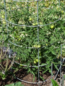 Grandma-Jills-Ugly Grandma Jill's Ugly Tomato plants