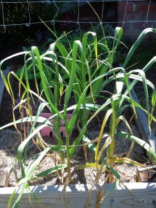 Growing-Garlic Garlic growing in Straw Mulch
