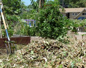 Chipped Fruit Tree Shreds
