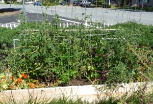 SquareFoot-Bed Square Foot Bed with Tomatoes, Peppers, Celery, Basil and Nasturtiums