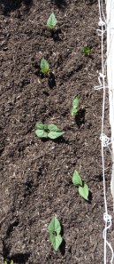 Tarahumara-Black-Bean-Trell Tarahumara Black Bean Trellis