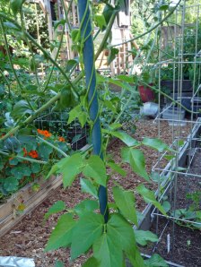 White-Emergo-Pole-Beans White Emergo Pole Beans