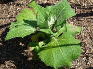 Yacon-Bolivia-Sunroot Yacon Start Newly Planted