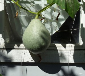 Mother-Hubbard Hubbard Squash