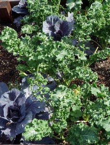 Red Acre Cabbage and Dwarf Siberian Kale