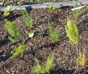First-Year Asparagus Ferns