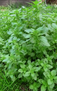 Nettle-Patch Nettles