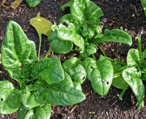 Winter-Spinach Catalina Spinach