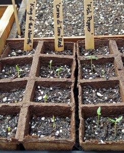 Sprouting Pepper Seeds