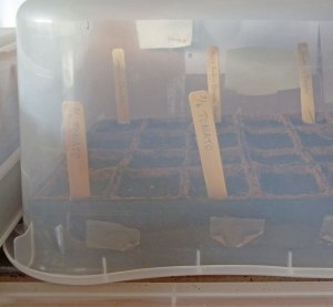 Seedling Incubator