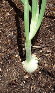 Onion growing in the ground