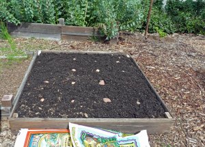 Planting potatoes in raised bed