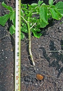 Short-Potato Yukon Gold Potato Grow Over-winter by Traditional Methods