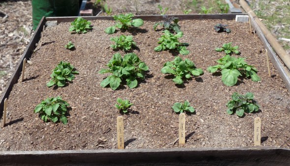 Potato Test Patch #1